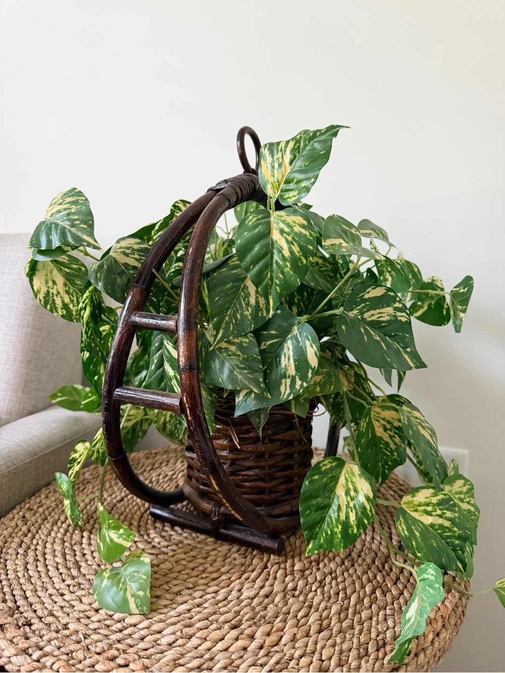 Variegated Green Pothos Hanging Basket - Decorative Home Accent